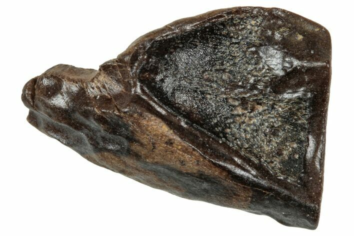 Fossil Triceratops Shed Tooth - Wyoming #358204